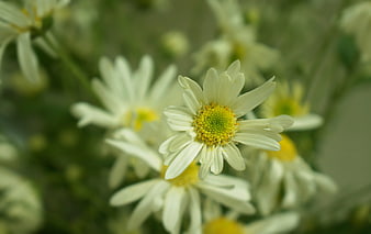 Close-up of white chrysanthemums with yellow centers