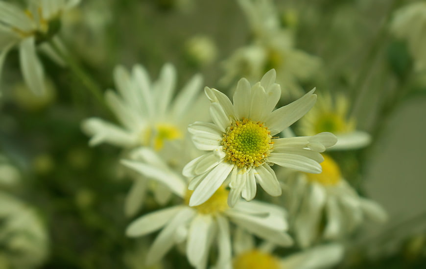 Close-up of white chrysanthemums with yellow centers
