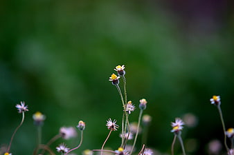 Delicate wildflowers with yellow centers against a blurred green background