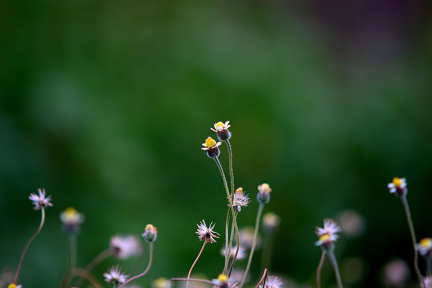 Delicate wildflowers with yellow centers against a blurred green background