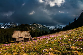 Rustic wooden cabin in alpine meadow with purple flowers and mountains