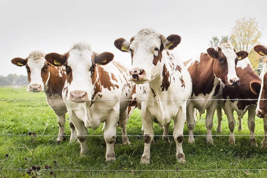 Curious Brown and White Cows Standing in Green Pasture