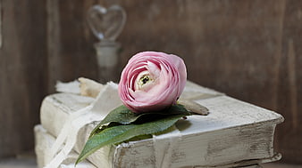 Pink ranunculus flower on vintage white books