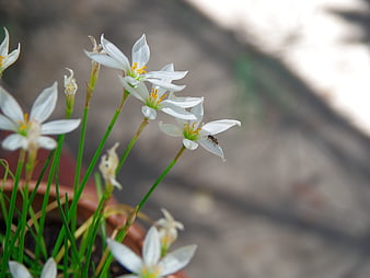 White Rain Lily Flowers with Bee Pollinating in Garden