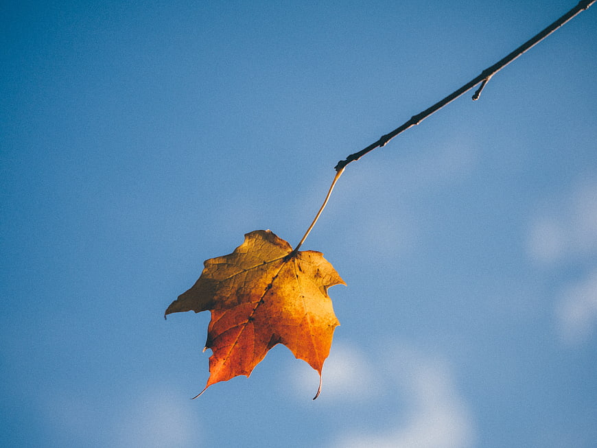 Single orange maple leaf hanging on branch against blue sky