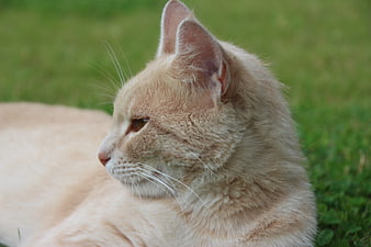 Close-up of a Ginger Cat Resting on Green Grass