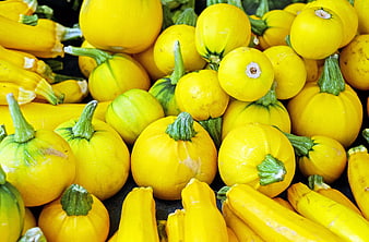 Fresh Yellow Squash and Pattypan Gourd Harvest