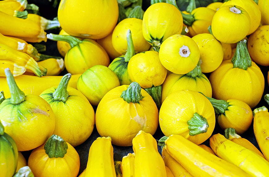 Fresh Yellow Squash and Pattypan Gourd Harvest