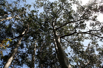 Low angle view of tall eucalyptus trees against blue sky