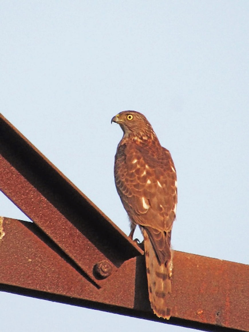 Shikra Hawk Perched on Rusty Metal Beam Against Blue Sky