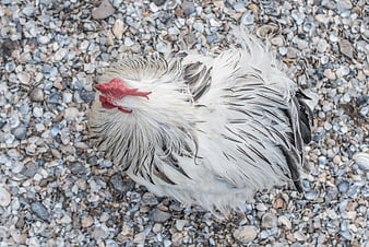 Top view of white chicken on pebble beach