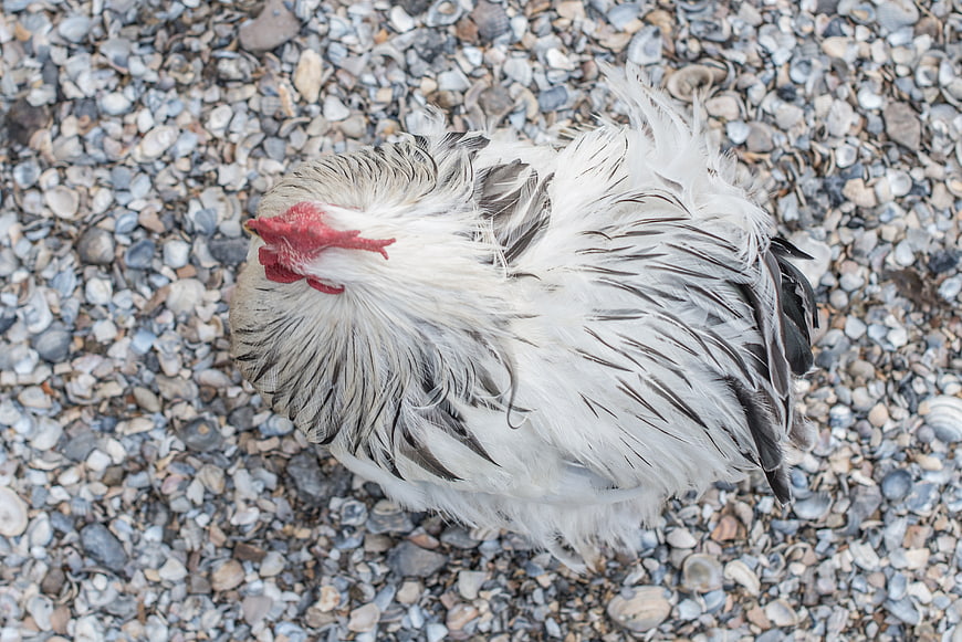 Top view of white chicken on pebble beach