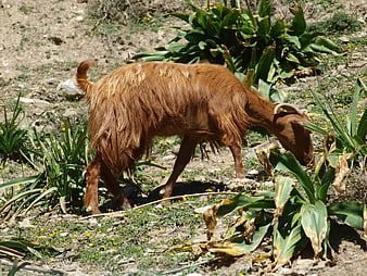 Brown goat grazing on green plants in a sunny field