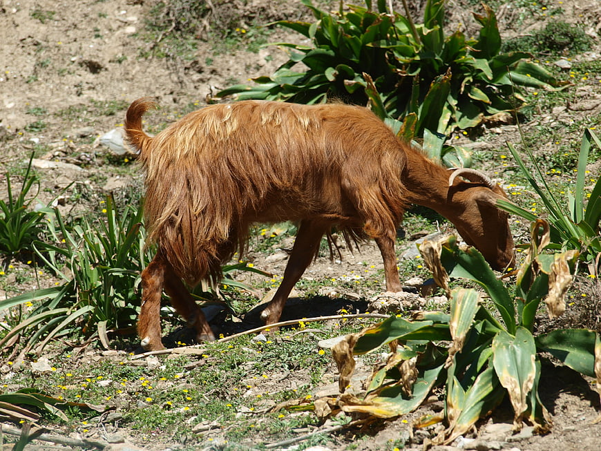 Brown goat grazing on green plants in a sunny field