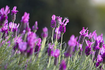 Lavender Field Close Up Blooming Purple Flowers