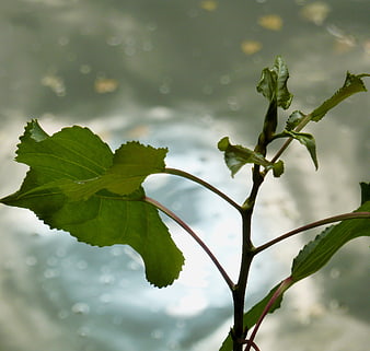 Close-up of green leaves on a branch with blurred water background