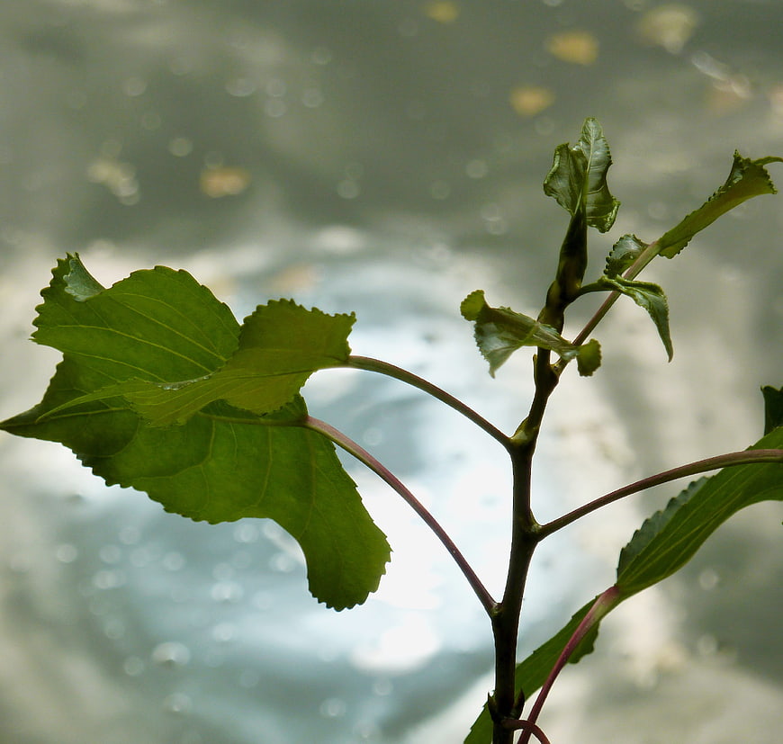 Close-up of green leaves on a branch with blurred water background