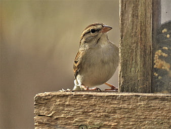 Small Sparrow Perched on Wooden Bird Feeder