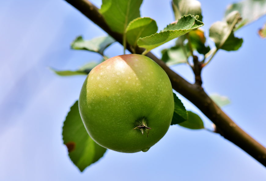 Fresh Green Apple Hanging on Tree Branch Against Blue Sky