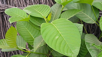 Close-up of vibrant green leaves with textured background