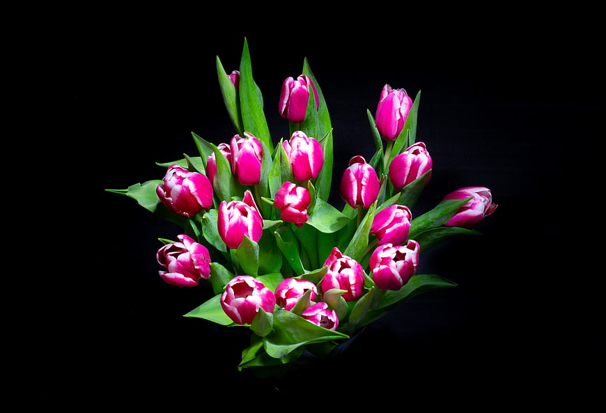 Vibrant Pink and White Tulips on Black Background