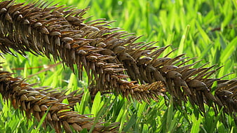 Close-up of dried pine cone scales on green grass