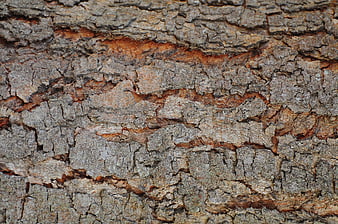 Close-up texture of rough brown tree bark