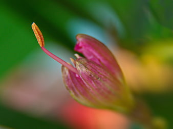 Macro Close-Up of Pink Flower Bud with Green Bokeh Background