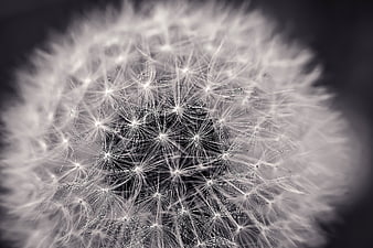 Macro Black and White Dandelion Seed Head Close Up