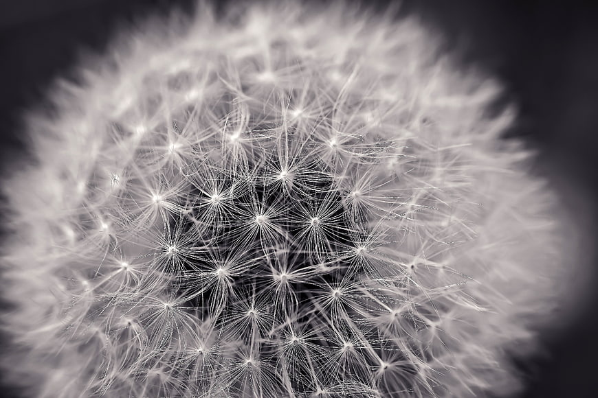 Macro Black and White Dandelion Seed Head Close Up