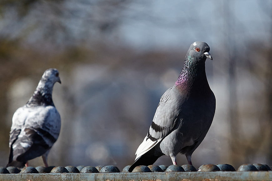 Two pigeons perched on a metal roof with blurred background