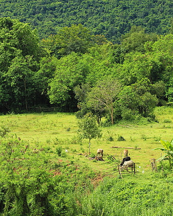 Cows grazing in lush green agricultural field with forest background
