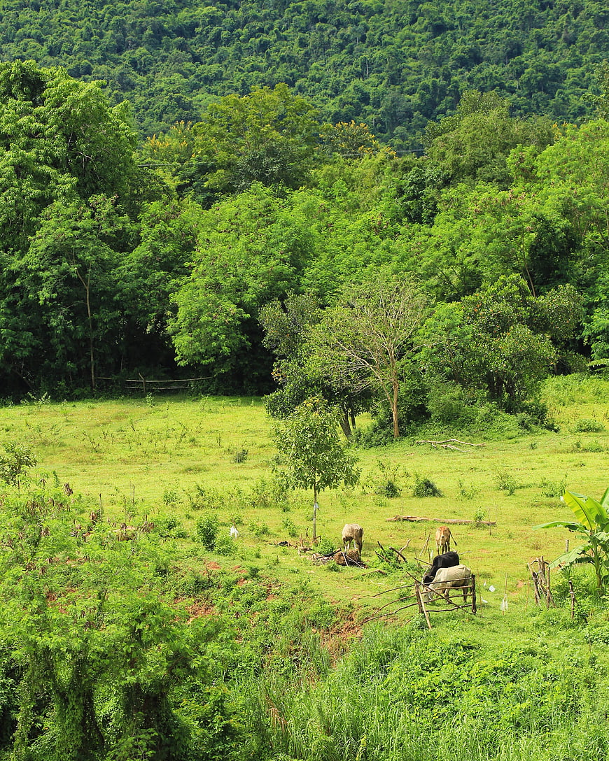 Cows grazing in lush green agricultural field with forest background