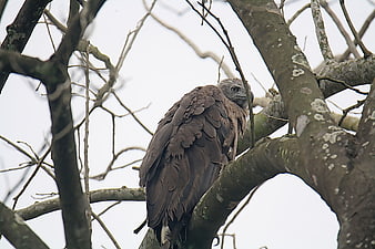 Grey-headed Fish Eagle perched on tree branch