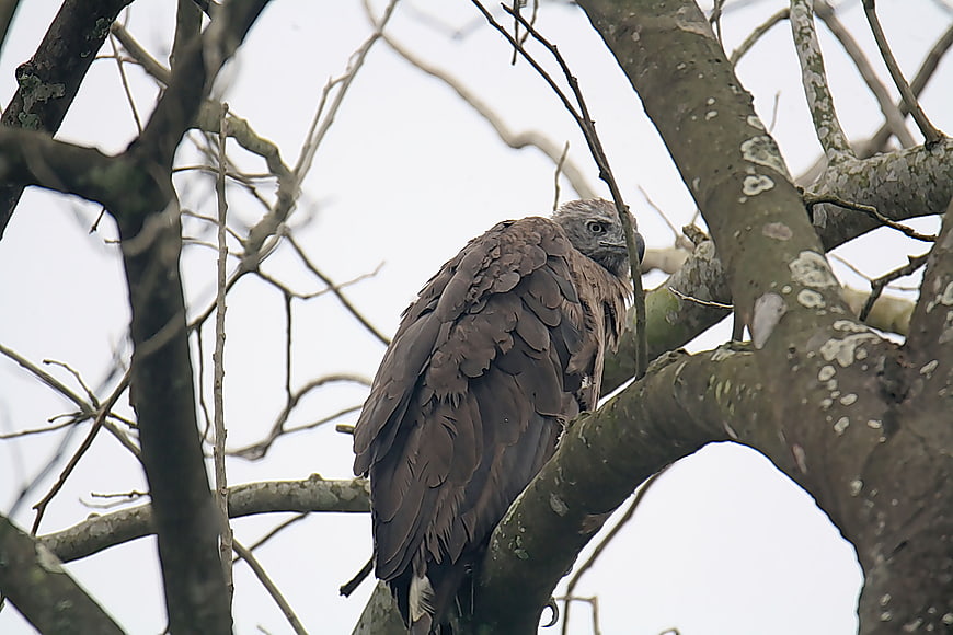 Grey-headed Fish Eagle perched on tree branch