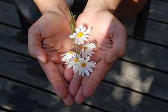 Cupped Hands Holding White Daisies on Wooden Deck
