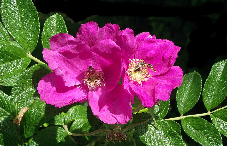 Vibrant Pink Wild Roses with Bees Pollinating