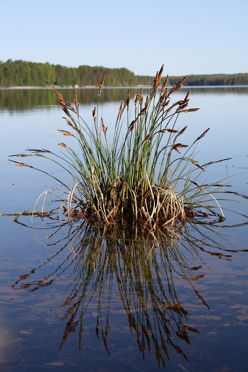 Sedge plant growing in calm lake water with forest reflection