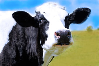 Close-up portrait of a black and white cow in a green pasture