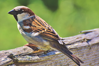 Male House Sparrow Perched On Weathered Wooden Fence Rail