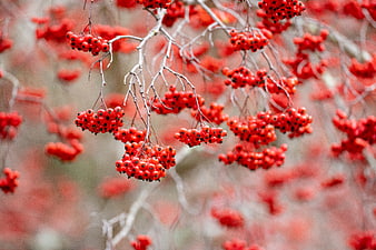 Close-up of vibrant red rowan berries on bare branches