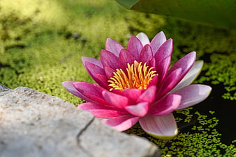 Pink Water Lily Floating on Green Pond Water