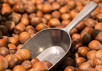 Metal Scoop in a Pile of Roasted Hazelnuts