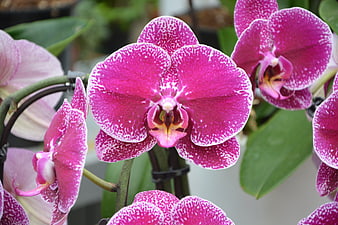 Close-up of vibrant pink and white speckled phalaenopsis orchid
