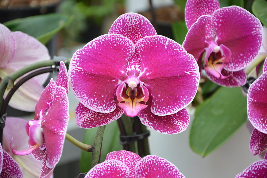 Close-up of vibrant pink and white speckled phalaenopsis orchid