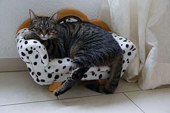 Sleeping tabby cat on a miniature dalmatian-patterned armchair