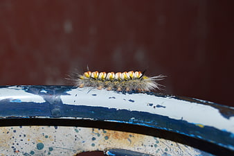 Fuzzy Caterpillar with Orange Spots on Painted Metal