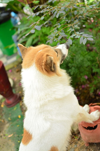Corgi Dog Sniffing Leaves in Garden