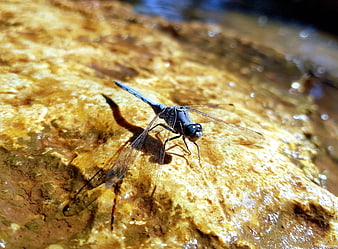 Blue dragonfly resting on a wet yellow rock in nature