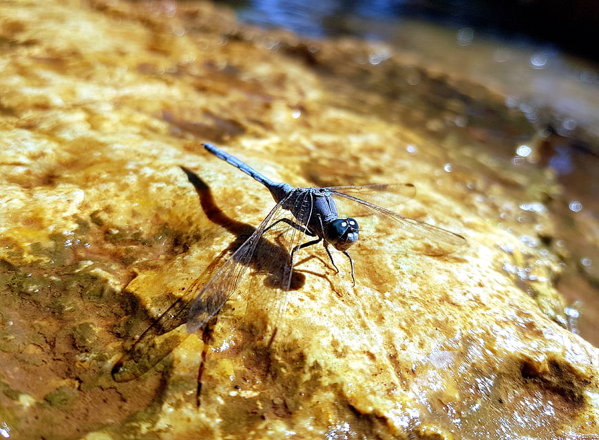 Blue dragonfly resting on a wet yellow rock in nature